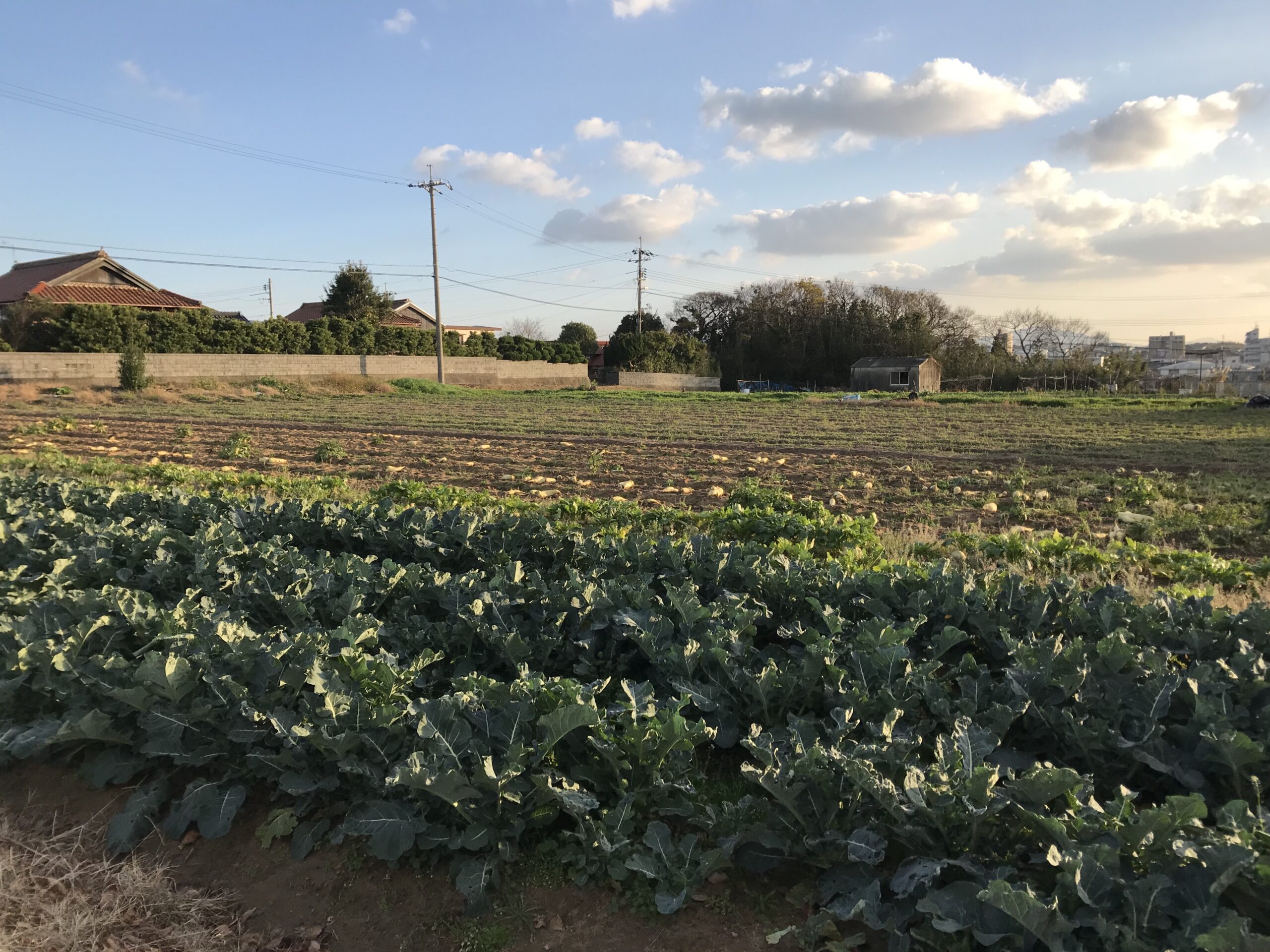 山口県の田園風景